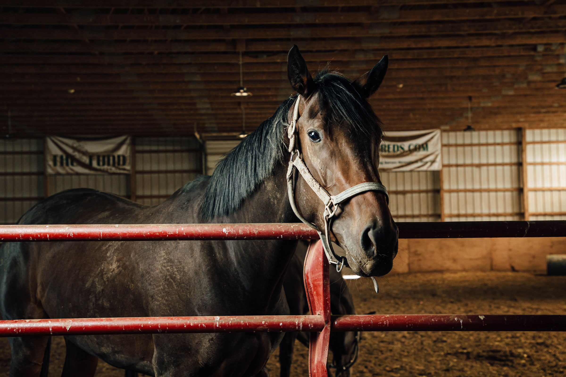 Horse in a stable