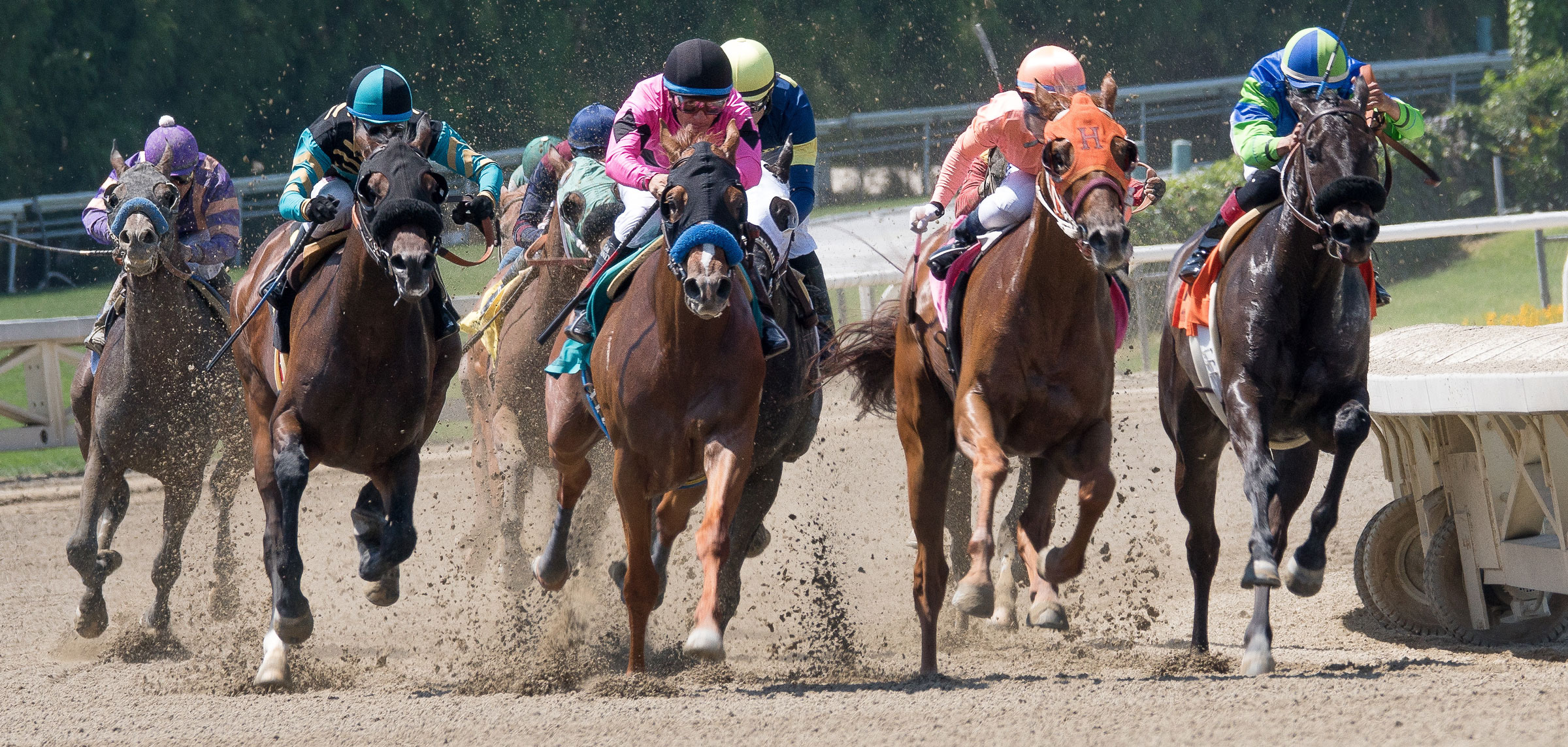 Horses mid race