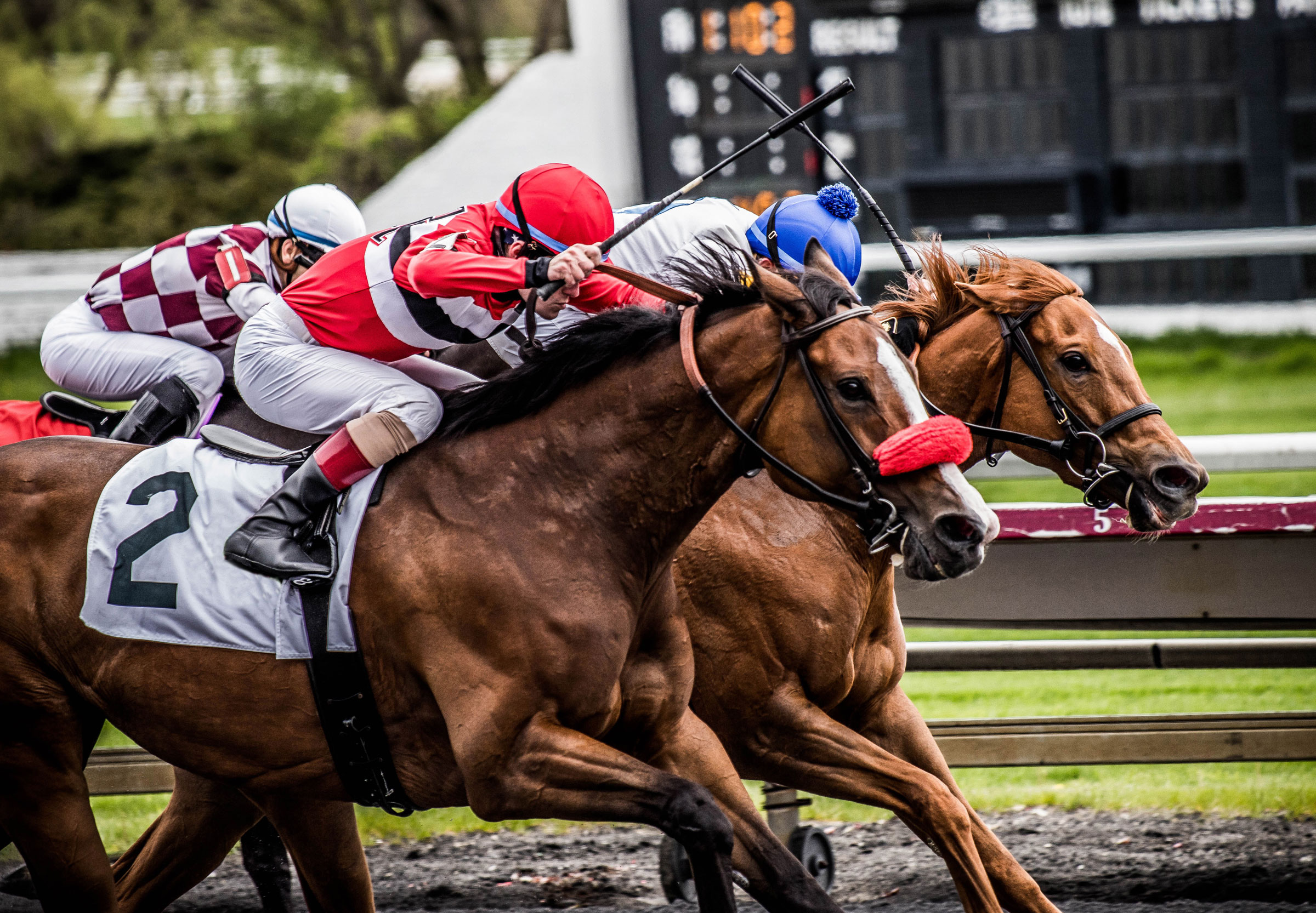 Group of horses mid race