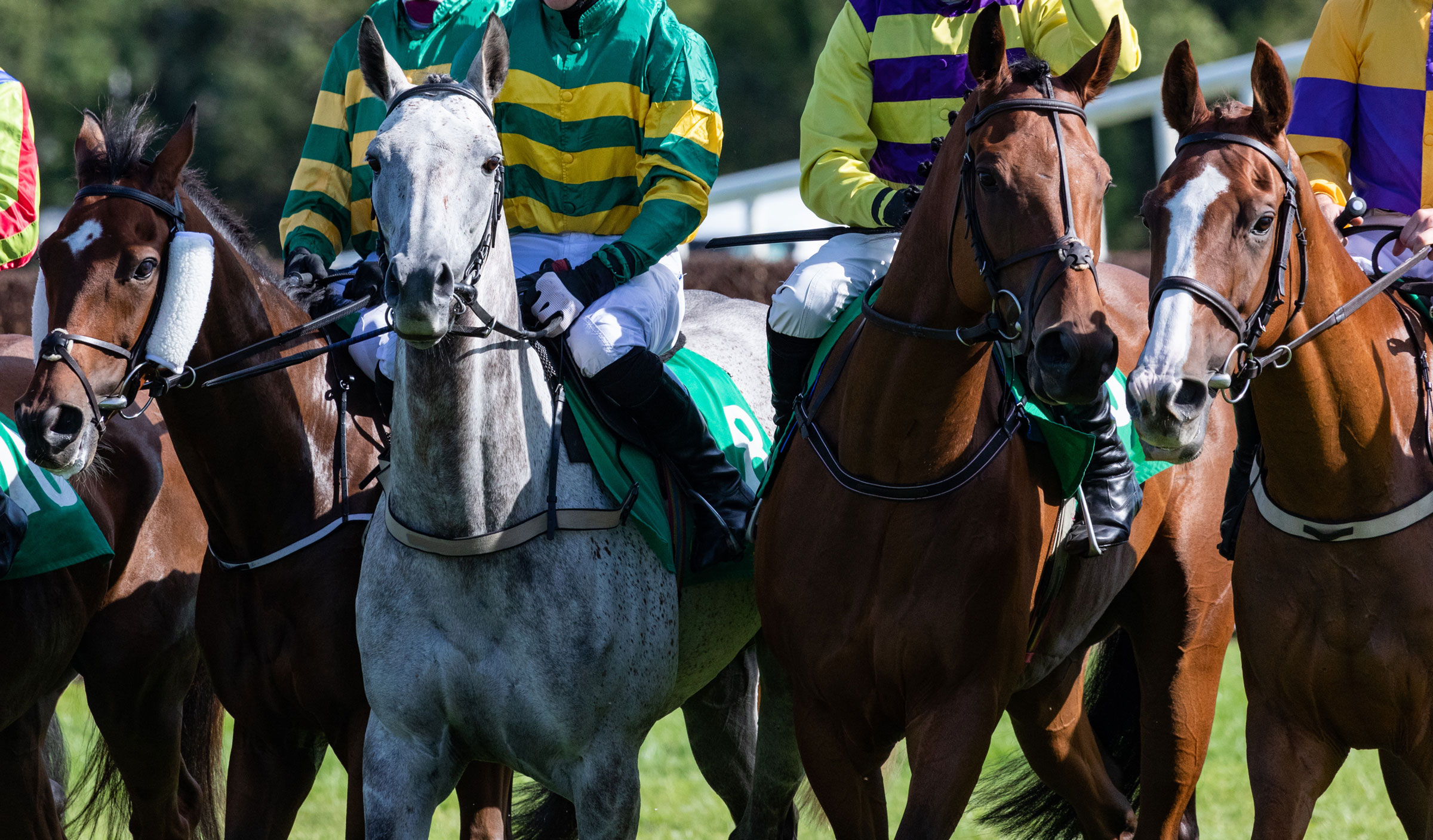 Horses lined up prior to race